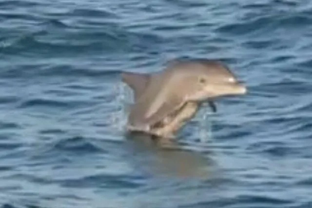 Orange Beach Dolphin Tour at Sunset 90 min - Image 6