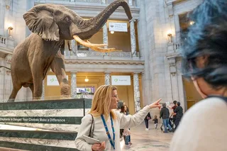 Washington DC Natural History Museum Guided Tour