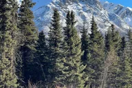Anchorage Chugach State Park Winter Walking Tour thumbnail 3