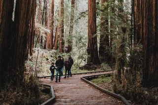 San Francisco Redwoods and Sausalito Private Tour