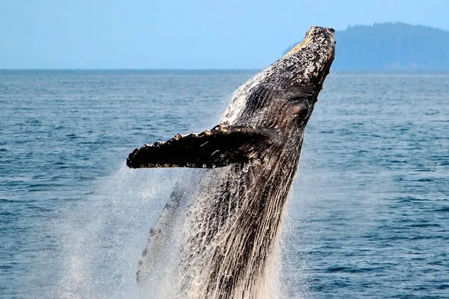 Icy Strait Whale & Wildlife Tour - Image 4
