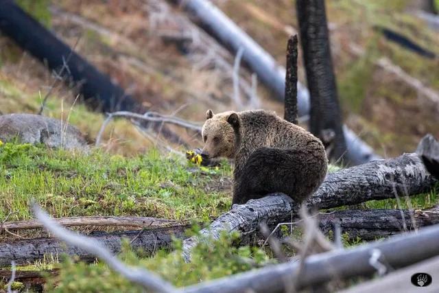 Cody Yellowstone Private Tour 3 Days - Image 4