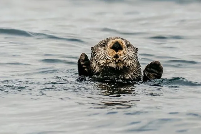 Sitka Marine Wildlife Tour 2 hr - Image 3