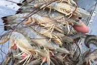 Hilton Head Shrimp Trawling Boat Tour thumbnail 6