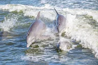 St. Andrews State Park Dolphin Cruise at Sunset thumbnail 2