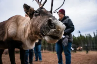 Fairbanks Reindeer Meet and Greet 30 min