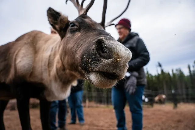 Fairbanks Reindeer Meet and Greet 30 min - Image 1
