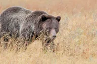 Cody Yellowstone National Park Full-Day Tour thumbnail 6