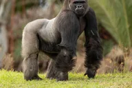 San Diego Zoo and Safari Park 2-Day Pass thumbnail 5