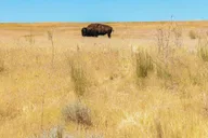 Salt Lake City Great Salt Lake Antelope Island Tour thumbnail 3