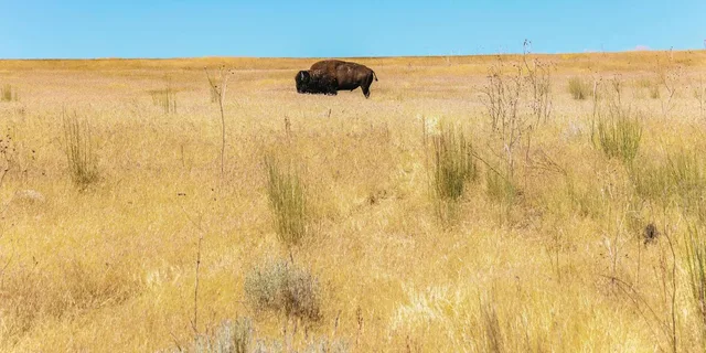 Salt Lake City Great Salt Lake Antelope Island Tour - Image 3