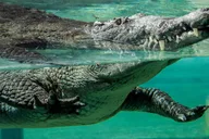 Miami Zoo Admission Ticket thumbnail 4