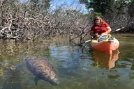 Key Largo Mangrove Kayak Eco Tour thumbnail 6