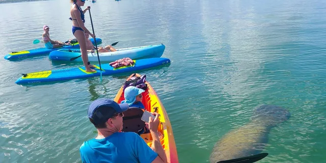 Sarasota Lido Key Mangrove Tunnel Kayak Tour 2 hr - Image 2