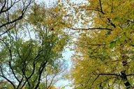 New York Central Park Pedicab Tour thumbnail 5