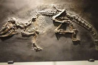 Houston Museum of Natural Science Digital Tour thumbnail 4