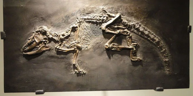 Houston Museum of Natural Science Digital Tour - Image 4