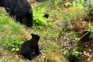 Ketchikan Rainforest Tour thumbnail 5