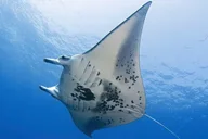 Kona Night Snorkeling with Manta Rays thumbnail 2