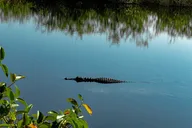 Miami Everglades Airboat Tour thumbnail 5