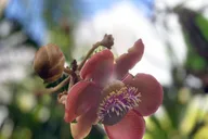 Big Island Waterfall Tour with Swimming and Botanical Garden thumbnail 6