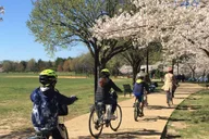 Washington DC Cherry Blossom Bike Tour thumbnail 4