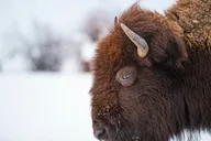 Yellowstone Private Tour with Picnic thumbnail 5