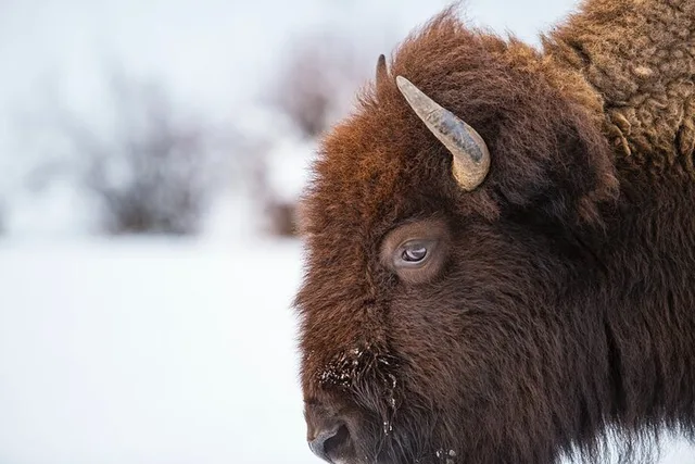 Yellowstone Private Tour with Picnic - Image 5