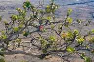 Volcanoes National Park Fat Tire E-Bike Tour thumbnail 6