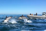 San Diego Whale and Dolphin Watching Experience thumbnail 3