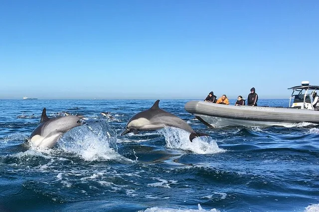 San Diego Whale and Dolphin Watching Experience - Image 3