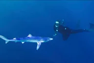 San Diego Shark Snorkel Adventure thumbnail 6