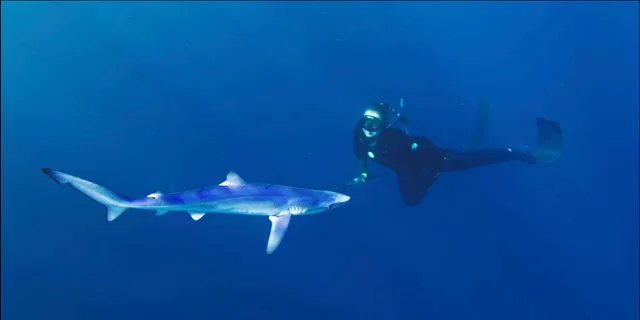 San Diego Shark Snorkel Adventure - Image 6