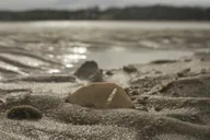 Hilton Head Mini Boat Tour to Disappearing Island thumbnail 4
