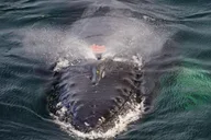 Boston Whale Watching Cruise by High-Speed Boat thumbnail 6