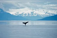Juneau Whale Watching Tour thumbnail 2