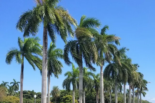 Miami Palm Beach Tour with Flagler Museum - Image 4