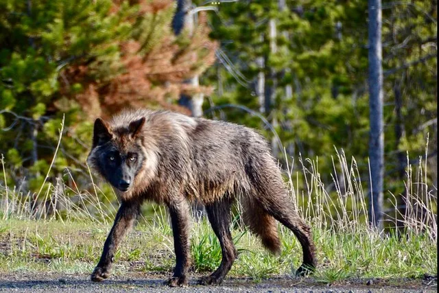 West Yellowstone Wildlife and Photo Tour - Image 6