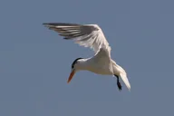 Edgewater Kayak Tour with Native Wildlife thumbnail 5