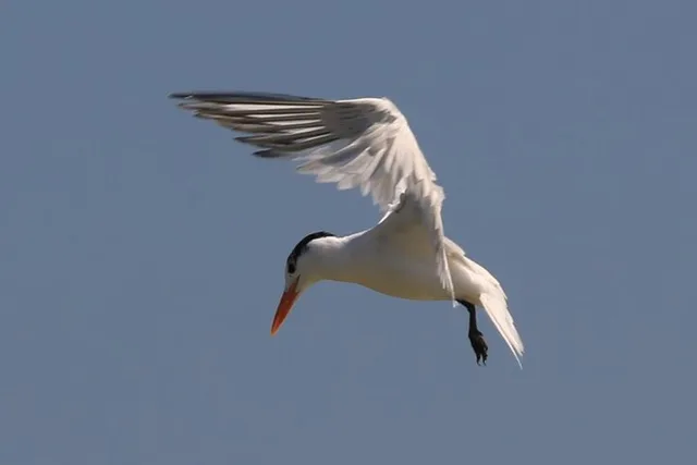 Edgewater Kayak Tour with Native Wildlife - Image 5