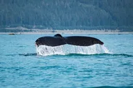 Juneau Whale Watching Cruise 4 hr thumbnail 6