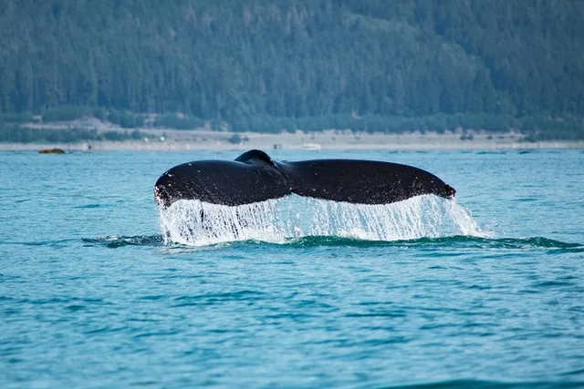Juneau Whale Watching Cruise 4 hr - Image 6