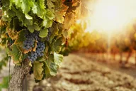 Tucson Private Wine Tour of Sonoita-Elgin Vineyards thumbnail 1