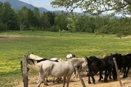 Cades Cove Jeep Tour thumbnail 4