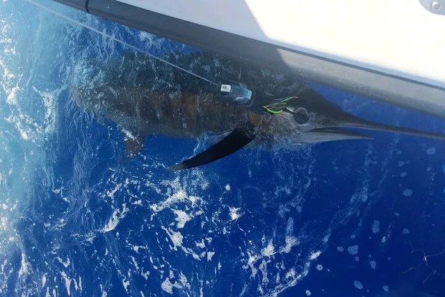 Kona Private Fishing Charter - Image 4