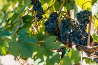 San Francisco Wine Country Tour 5.5 hr thumbnail 3