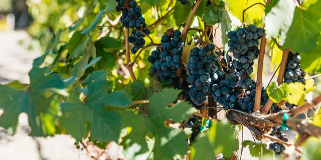 San Francisco Wine Country Tour 5.5 hr - Image 3