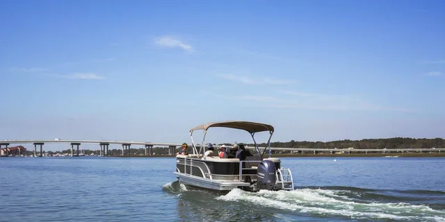 Hilton Head Dolphin Watching Tour 1.5 hr - Image 3