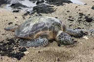 Honolulu Circle Island Tour thumbnail 5
