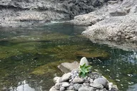 Hilo Waterfall Hike and Swim with Native Hawaiian thumbnail 4